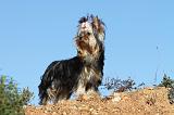YORKSHIRE TERRIER 193